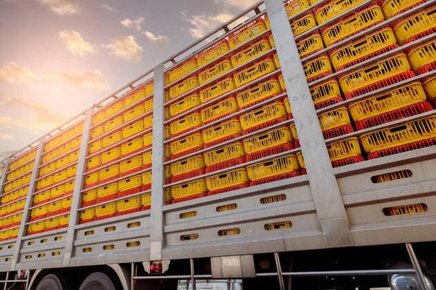  Chicken transport by truck from livestock farm to food factory. Poultry industry. Avian influenza A(H5) virus or H5 bird flu concept. Livestock transport by trailer. Chicken in yellow plastic crates., Chicken transport by truck from livestock farm to food factory. Poultry industry. Avian influenza A(H5) virus or H5 bird flu concept. Livestock transport by trailer. Chicken in yellow plastic crates., Chicken transport by truck from livestock farm to food factory. Poultry industry. Avian influenza A(H5) virus or H5 bird flu concept. Livestock transport by trailer. Chicken in yellow plastic crates., 08.05.2022, Copyright: xFahronix Panthermedia31396646.jpg