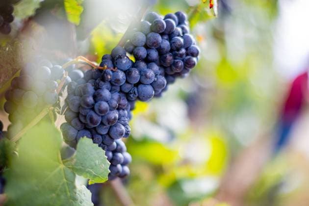 Mit dem Planwagen durch die Wunnensteiner Weinberge 17.09.2022: Elke Lochmann fährt mit einem Planwagen durch die Wunnensteiner Weinberge. Ein Weinerlebnis der besonderen Art. Bei Zwiebelkuchen und Neuer Wein im Planwagen, gab es nicht nur tolle Aussichten, sondern auch tiefe Einblicke in die Welt des Weinbaus und der Weinherstellung. Ein besonderer Bereich am Wunnensteiner Waldrand, die Hinweis- und Informationstafeln an 16 verschiedenen Weinsorten. Man sieht die Weinreben und hat die kompletten Informationen dazu. Foto: KS-Images.de Karsten Schmalz Großbottwar, Wunnenstein, , Baden-Württemberg Germany *** With the covered wagon through the Wunnensteiner vineyards 17 09 2022 Elke Lochmann drives with a covered wagon through the Wunnen