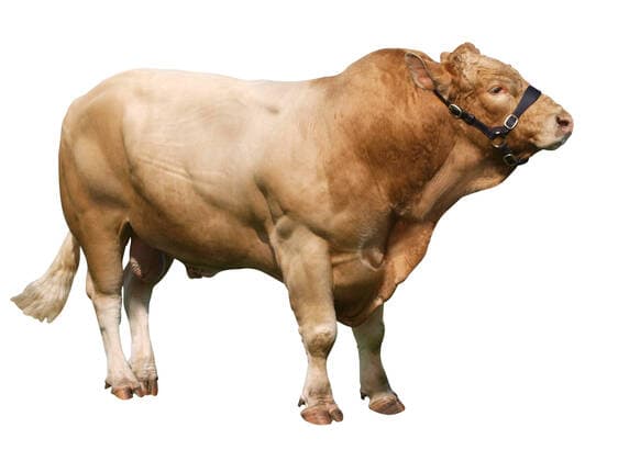 Large Gelbvieh bull isolated on white , 1406352.jpg, agriculture, animal, beast, beef, bison, bovine, bull, bullock, calf, cattle, clipping, clipping-path, cow, docile, expression, farm, field, fierce, gelbvieh, grass, hair, hairy, halter, isolated, label, live, livestock, mammal, ox, path, ranch, ring, ruminant, stare, steer, stock, tongue,