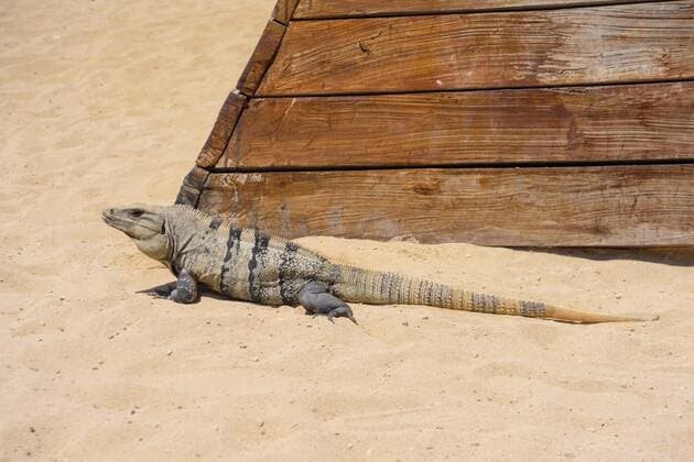  Iguana lizard on a sandy beach near Cancun, Mexico, Iguana lizard on a sandy beach near Cancun, Mexico., Iguana lizard on a sandy beach near Cancun, Mexico., 12.07.2022, Copyright: xEagle2308x Panthermedia31611488.jpg