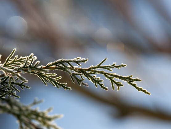 Early morning sun highlights the frost on the needles of conifer tree , 1592691.jpg, background, branch, branches, calm, chill, close, closeup, cold, conifer, coniferous, covered, details, evergreen, fir, forest, frost, frosty, frozen, garden, green, ice, image, macro, nature, needles, new, outdoor, pine, season, seasonal, snowy, spruce, tree, trees, twig, white, winter, woods, backlit, sunlit, glisten,