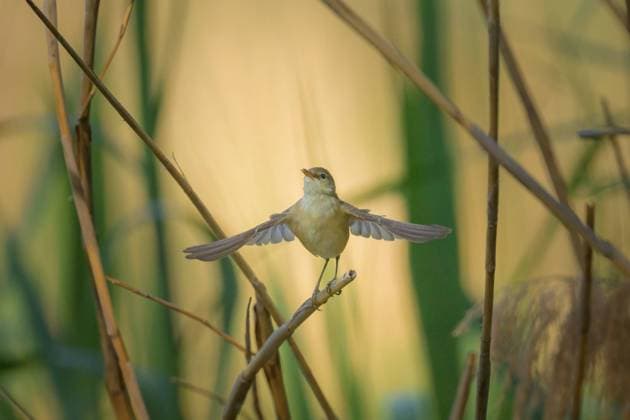 A Eurasian Reed Warbler on a sunny morning in summer, taking off, Vienna (Austria) Donaustadt Austria