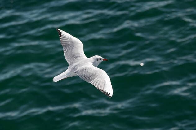 Creative Highlights World Eine Möwe fliegt über dem Wasser des Bodensees. Konstanz Baden-Württemberg Deutschland *** A seagull flies over the water of Lake Constance Baden Württemberg Germany