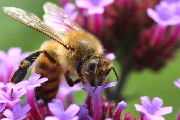 Honeybee Drinking Nectar From A Flower Honeybee drinking nectar from a flower in Markham, Ontario, Canada, on September 10, 2022. Markham Ontario Canada  Copyright: xCreativexTouchxImagingxLtdx originalFilename: friedman-honeybee220910_nptbW.jpg