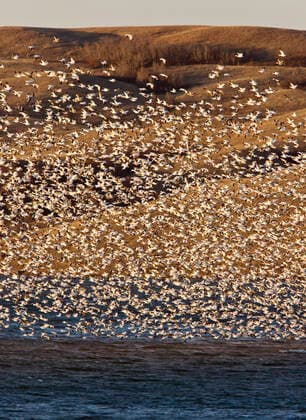 Creative Highlights World Snow Geese on Buffalo Pound Lake in flight Saskatchewan , 1936231.jpg, geese, nature, snow, bird, white, flock, wing, migration, flight, migrate, sky, group, animal, winter, wildlife, fly, black, migrating, wild, team, teamwork, over, feather, air, fowl, duck, beak, field, beautiful,