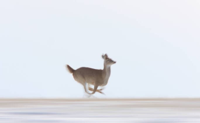 Creative Highlights World Deer running in Winter , 1962365.jpg, winter, deer, animal, snow, nature, game, fur, white, wild, cold, wildlife, wilderness, season, ice, nordic, north, furry, big, horns, mammal, cute, seasonal, antelope, Canada, field, herd,