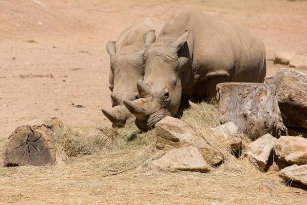 Creative Highlights World Two African wildlife safari rhinoceros , 27749572.jpg, rhinoceros, african, animal, wildlife, big, food, gray, grey, head, horn, horned, image, large, male, mammal, nature, one, overweight, pachyderm, park, power, rare, reserve, rhino, rough, safari, skin, south, standing, strength, travel, vegetarian, vertebrate, white, wild, zoo,