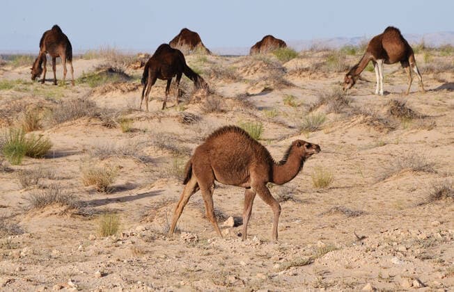 Creative Highlights World Countries of the world. Tunisia 5497260 04.05.2018 Camels near the Atlas Mountains in Tunisia. Natalia Seliverstova Tunisia  Copyright: xNataliaxSeliverstovax