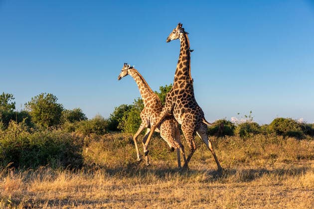 Creative Highlights World South African giraffe in love preparing to mating, Bull in on top of female. Chobe National Park, Botswana safari wildlife , 28170964.jpg, coupling, copulation, mating, south, african, giraffe, chobe, etosha, wildlife, nature, beautiful, national, mammal, cub, animal, young, park, wild, africa, savannah, colorful, love, sky, reserve, mara, tall, neck, savanna, summer, adult, cute, natural, blue, spring, landscape, long, majestic, safari, botswana, bush, camelopardalis, conservation, elegance, giraffes, grass, herbivore, tropical, wilderness, 2018,