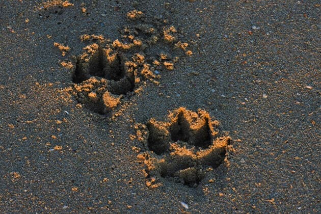 Creative Highlights World Pet companion dog tracks in beach sand at sunset, Mossel Bay, South Africa , 28243696.jpg, paw, paws, track, tracks, print, prints, foot, footprint, footprints, sand, sandy, beach, canine, dog, dogs, best, friend, pet, companion, animal, walk, walking, sunset, afternoon, abstract, concept, summer, holiday, vacation, travel, tropical, sea, ocean, coast, nature, natural, outdoor, outdoors, seaside, beige, orange, south africa, close-up, photograph, photography, color, colors, background, backgrounds, horizontal,