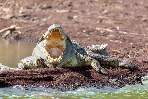 Creative Highlights World Chamo lake and resting big nile crocodile, Ethiopia Africa wildlife safari , 28915254.jpg, nile, crocodile, big, lake, chamo, africa, arba, minch, water, wild, dangerous animal, wilderness, ethiopia, lodge, largest, fresh, alligator, awash, crocodylus, niloticus, fresh water, water crocodile, cayman, edge, approaching, shore, resting, sand, mouth, gator, panting, opening, tooth, cooling, open, predator, reptile, skin, animal, environment, wildlife, landscape, national park, natural, nature, outdoor, river, rock, stone, travel,