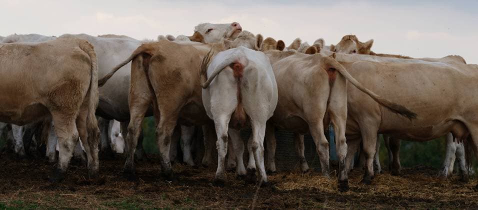 kühe GER, Deutschland, 20220923, Uckermark, Landschaftsaufnahme , kühe auf der weide *** cows GER, Germany, 20220923, Uckermark, landscape photo , cows on pasture