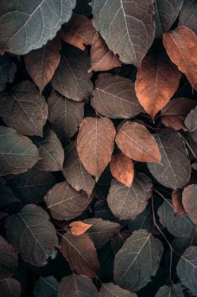 IMAGO Creative, Jahreszeit Herbst auf dem Land brown plant leaves in autumn season, brown background Bilbao, Basque Country, Spain CR_ISJU220920C-1043998-01