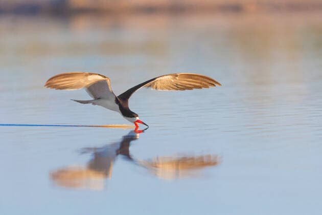 Creative Highlights World Amerikanischer Scherenschnabel, Schwarzmantelscherenschnabel, Schwarzmantel-Scherenschnabel (Rynchops niger), beim Fischen, Brasilien, Pantanal black skimmer (Rynchops niger), fishing, Brazil, Pantanal BLWS673614 *** American scissor beak, blackmantle scissors beak, Blackcoat Scissorbill Rynchops Niger , at Fishing, Brazil, Pantanal Black Skimmer Rynchops Niger , fishing, brazil, Pantanal BLWS673614 Copyright: xblickwinkel A.xTreptex
