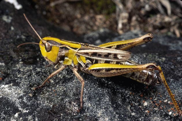 Creative Highlights World Liniierter Grashuepfer, Panzers Grashuepfer, Heide-Grashuepfer, Heidegrashuepfer (Stenobothrus lineatus), Farbmorphe, Deutschland stripe-winged grasshopper, lined grasshopper (Stenobothrus lineatus), colour morph, Germany BLWS673901 *** liniierter Grasshopper, Tanks Grasshopper, Heide Grasshopper, Heidegrashuepfer Stenobothrus lineatus , colormorphs, Germany Stripe winged grasshopper, lined Grasshopper Stenobothrus lineatus , Colour morph, Germany BLWS673901 Copyright: xblickwinkel W.xWillnerx
