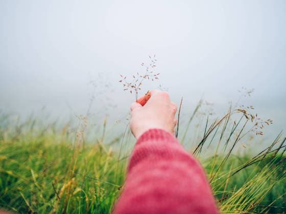 IMAGO Creative, Jahreszeit Herbst auf dem Land Hand of person with a dried grass in the foggy field. Horizontal outdoors shot. AdrianCano_SesionHighlands_00028 Copyright: xAdrianxCanoxFrancox Model Released