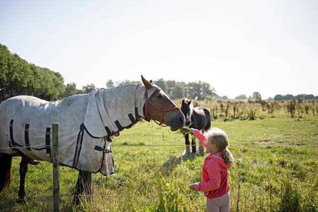 IMAGO Creative, Kinder auf dem Reiterhof Girl feeding horse at field on sunny day model released, Symbolfoto, DWF00585