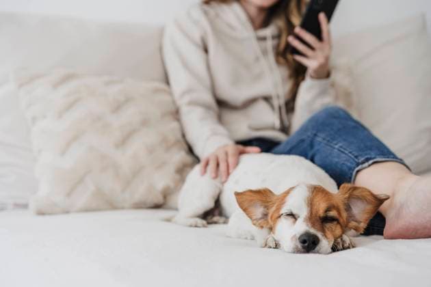 Woman stroking dog using phone sitting on bed at home model released, Symbolfoto property released, EBBF05979