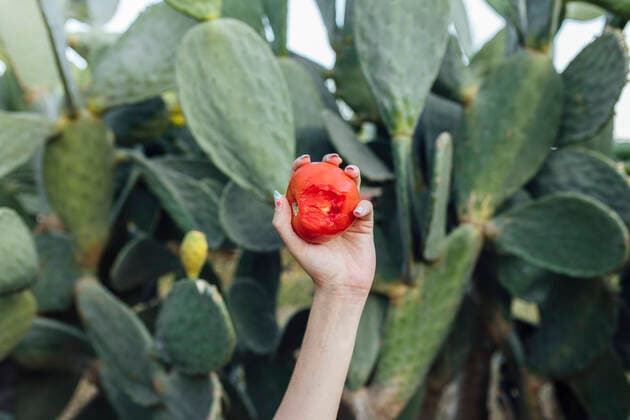 Creative Highlights Symbolbilder Hands of farmer holding tomato in front of prickly pear cactus model released, Symbolfoto, EGHF00543