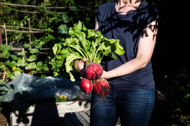 Midsection of woman holding freshly dug beets model released, Symbolfoto, EVGF04084