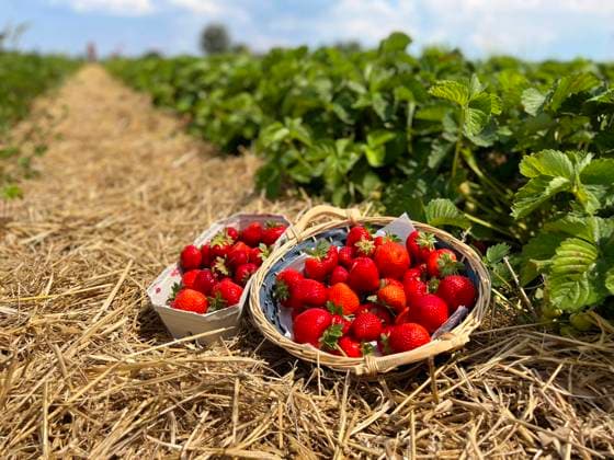 15.06.2022, Erdbeerfeld in Bad Wörishofen (Unterallgäu), frische Erdbeeren vom Feld, gesammelt im Körbchen. 15.06.2022, Erdbeerfeld 15.06.2022, Erdbeerfeld *** 15 06 2022, Strawberry field in Bad Wörishofen Unterallgäu , fresh strawberries from the field, collected in a basket 15 06 2022, Strawberry field 15 06 2022, Strawberry field