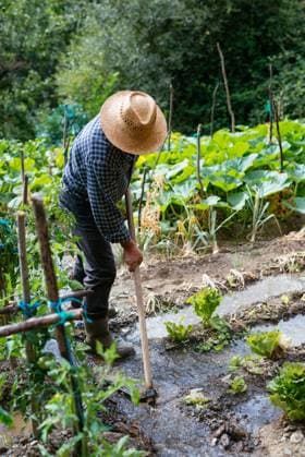 Full body unrecognizable man in checkered shirt and straw hat hoeing wet dirt near green plants after rain on summer day on farm, Model released AidaMartinez_ID757_27902_036 Copyright: xAidaxMartinezx MR