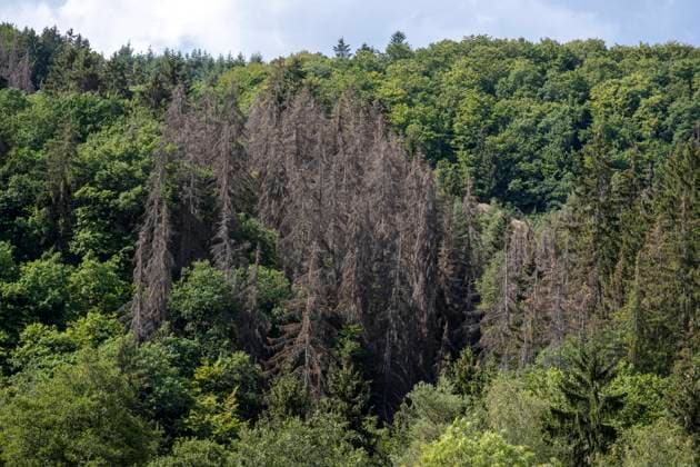 Waldsterben. Ansammlung verdorrter Nadelhölzer in einem Wald. Mayen-Koblenz L82 bei Ettringen Rheinland-Pfalz Deutschland Nur redaktioneller Gebrauch Copyright: Bonnfilm Klaus W Schmidt und Sepp Spiegl
