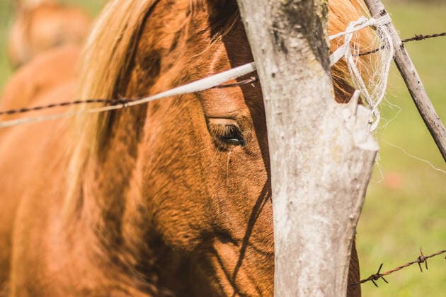 IMAGO Creative, Jahreszeit Herbst auf dem Land Small chestnut horses standing and pasturing on green field FranciscoVicente_AnaParraLeon_93 Copyright: xFranciscoxVicentex Model Released