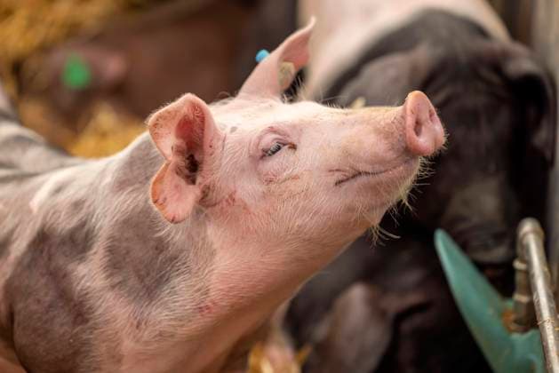 Landwirtschaftliches Hauptfest LWH auf dem Cannstatter Wasen in Stuttgart. Rund 500 Aussteller präsentieren auf der Fachmesse für Land-, Forst- und Ernährungswirtschaft ihre Produkte. Bei der 101. Ausgabe des LWH sind auch rund 600 Tiere zu sehen. Schweinezucht, Mastferkel. 26.09.2022: DEU, Deutschland, Baden-Württemberg, Stuttgart. *** Agricultural Main Festival LWH at the Cannstatter Wasen in Stuttgart About 500 exhibitors present their products at the trade fair for agriculture , forestry and food industry At the 101 edition of the LWH also about 600 animals can be seen Pig breeding, fattening piglets 26 09 2022 DEU, Germany, Baden Württemberg, Stuttgart