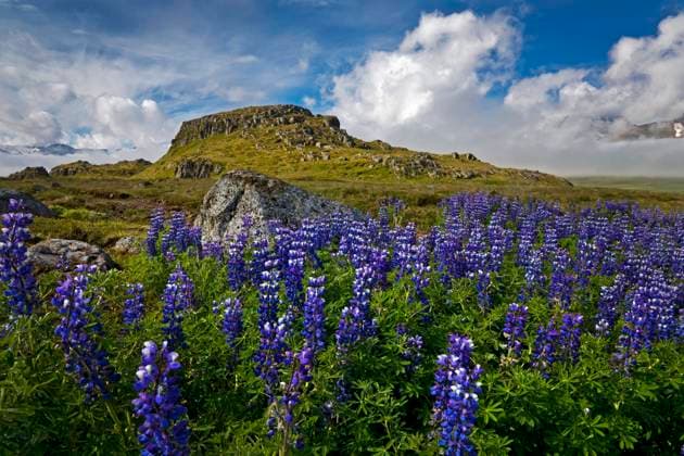 IS_Lupinen_Alfaborg_02.tif Lupinen (Lupinus) vor der Alfaborg, Bakkagerdi, auch Borgarfjoerdur eystri genannt, Ostisland, Island, Europa Copyright: xZoonar.com StefanxZiesex zoonar_18941019