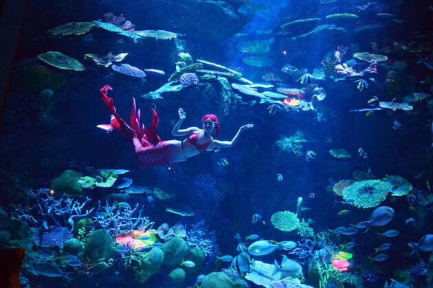 Entertainment Themen der Woche KW39 Entertainment Bilder des Tages (221001) -- BANGKOK, Oct. 1, 2022 -- A diver performs during an underwater mermaid show at the Bangkok Ocean World in Bangkok, Thailand, Oct. 1, 2022. ) THAILAND-BANGKOK-OCEAN WORLD-MERMAID SHOW RachenxSageamsak 