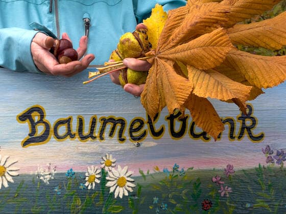 01.10.2022 Ein Frau lehnt sich an eine Gartenbank an und hält dabei Blätter und Früchte des Kastanienbaumes in ihren Händen. Kastanien, Bucheckern und vieles andere mehr, vor allem aber auch das sich verfärbende Laub werden im Herbst gern auch zu Dekorationszwecken im Haus verwendet. Als Gestecke, Trockenblumen in Vasen und vieles andere mehr verschönern sie in dieser Jahreszeit und lange darüber hinaus die Wohnung. Elbingerode Sachsen-Anhalt Deutschland *** 01 10 2022 A woman leans against a garden bench and holds leaves and fruits of the chestnut tree in her hands Chestnuts, beechnuts and much more, but especially the changing color of the leaves are also used in autumn for decorative purposes in the house As flower arrangements