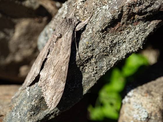Moth camouflaged on a stone, Trentino, Italy, Europe Â¬ÂMarcoSimonini REDA&CO 1028_14_MSI07338
