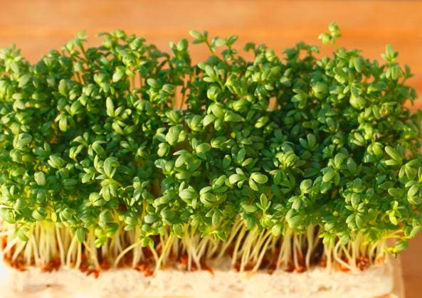 Gartenkresse, Garten-Kresse (Lepidium sativum), auf Substrat garden cress (Lepidium sativum), on substrat BLWS674551 *** garden cress, Garden Kresse Lepidium sativum , at Substrate Garden Cress Lepidium sativum , ON Substrate BLWS674551 Copyright: xblickwinkel B.xRainerx