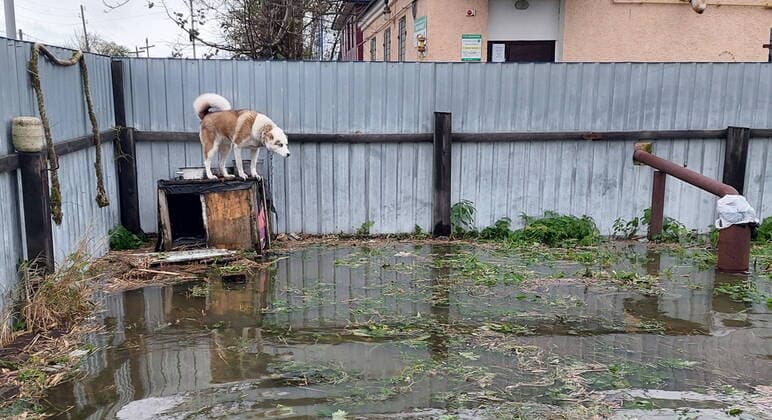 News Themen der Woche KW40 Russland, Hochwasser des Flusses Bolschaja Worowskaja im Osten des Landes Russia. Sobolevo. OCTOBER 6, 2022. A flooded homestead in the village of Sobolevo. The water level in the Bolshaya Vorovskaya River has risen due to heavy rains causing the flooding of 90% of homesteads.  55226580