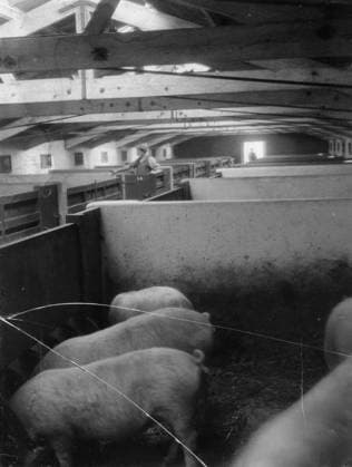 Ministry of Information First World War Official Collection The piggery, Gretna munition township. Copyright: xpiemagsx minofinfopieww04102022-1102 !ACHTUNG AUFNAHMEDATUM GESCHÄTZT!
