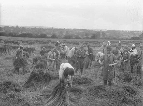 Ministry of Information First World War Official Collection Girl workers tying and stacking the flax. Copyright: xpiemagsx minofinfopieww04102022-1339 !ACHTUNG AUFNAHMEDATUM GESCHÄTZT!