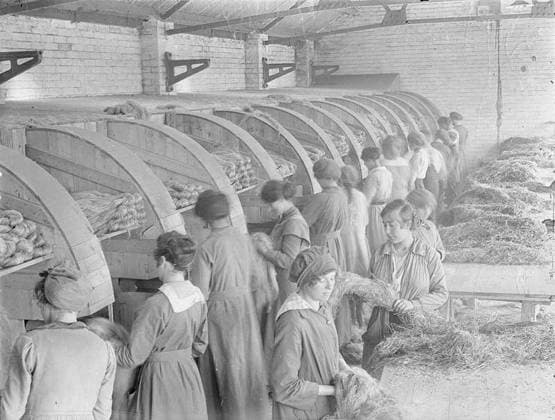 Ministry of Information First World War Official Collection College girl workers scratching the flax. Copyright: xpiemagsx minofinfopieww04102022-1346 !ACHTUNG AUFNAHMEDATUM GESCHÄTZT!