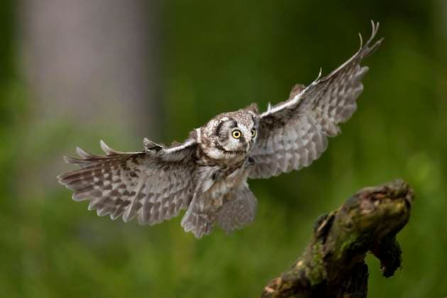  Raufußkauz (Aegolius funereus), Tschechien, Europa *** Tengmalm s Owl Aegolius funereus , Czech Republic, Europe Copyright: imageBROKER/HorstxJegen iblhje08667547.jpg