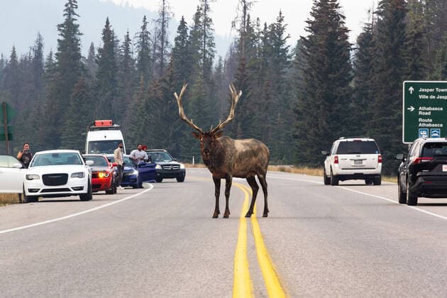 News Themen der Woche KW40 News Bilder des Tages A bull elk standing on a road surrounded by cars that pulled over. A bull elk standing in the middle of a road surrounded by tourists around their cars taking pictures in Jasper National Park, Alberta. Mount Robson British Colombia Canada Copyright: xIvanaxVysnax