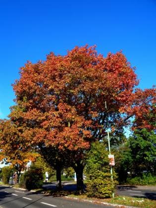 Blick auf eine prachtvolle Roteiche im Herbstlaub Roteichenkrone im Herbstlaub *** View of magnificent red oak in autumn foliage red oak crown in autumn foliage