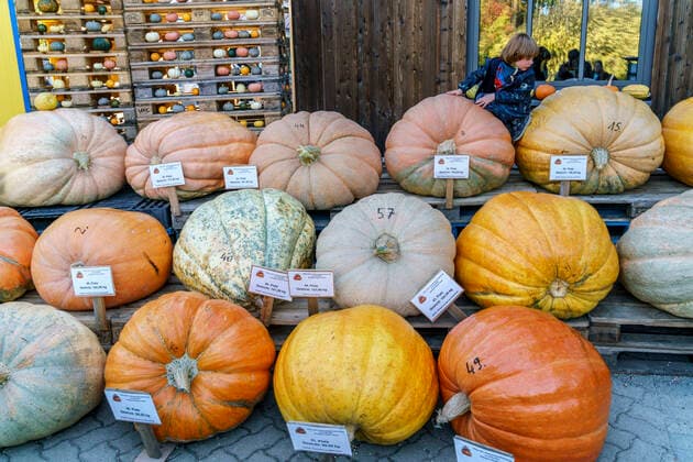 Kürbisausstellung auf dem Spargelhof Klaistow 2022 Kürbisausstellung auf dem Spargelhof Klaistow, Erlebnisbauerhof, Herbst, Potsdam-Mittelmark , Deutschland, *** Pumpkin exhibition at the asparagus farm Klaistow 2022 Pumpkin exhibition at the asparagus farm Klaistow, experience farm, autumn, Potsdam Mittelmark , Germany,