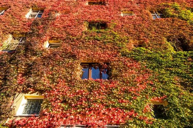 Herbstlaub an einer Hausfassade in der Gudvanger Straße in Berlin-Prenzlauer Berg. Autumn leaves on a house facade in Gudvanger Straße in Berlin-Prenzlauer Berg. Herbst in Berlin