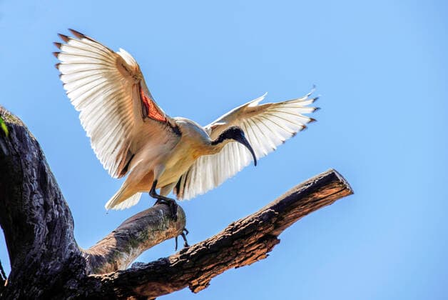 Creative Highlights World Nature in Australia An Australian white ibis (Threskiornis molucca) perched on a wooden stand at Featherdale Wildlife Park in Sydney, New South Wales, Australia. Sydney NSW Australia Copyright: xTaraxMalhotrax