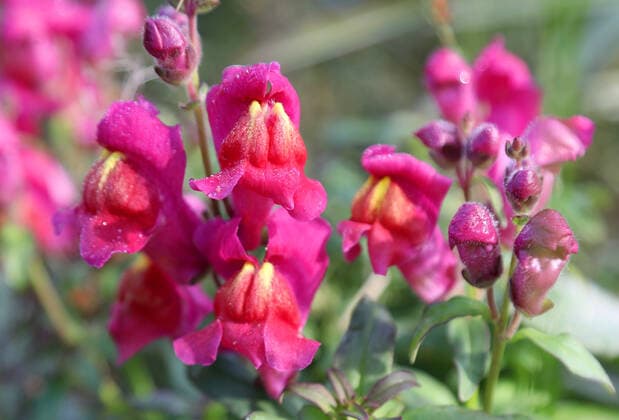 Natur 08.10.2022, Ostramondra, Blueten vom Loewenmaeulchen (Antirrhinum) *** Nature 08 10 2022, Ostramondra, flowers of the lions mouth Antirrhinum