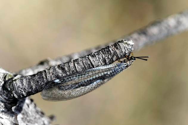 Gemeine Ameisenjungfer (Myrmeleon formicarius), Steppenlandschaft Rottensand, Pfynwald, Naturschutzgebiet Pfyn-Finges, Wallis, Schweiz *** Antlion Myrmeleon formicarius, Steppe landscape Rottensand, Pfyn forest, Pfyn-Finges nature reserve, Valais, Switzerland *** Antlion Myrmeleon formicarius , Steppe landscape Rottensand, Pfyn forest, Pfyn Finges nature reserve, Valais, Switzerland Antlion Myrmeleon formicarius, Steppe landscape Rottensand, Pfyn forest, Pfyn Finges nature reserve, Valais, Switzerland