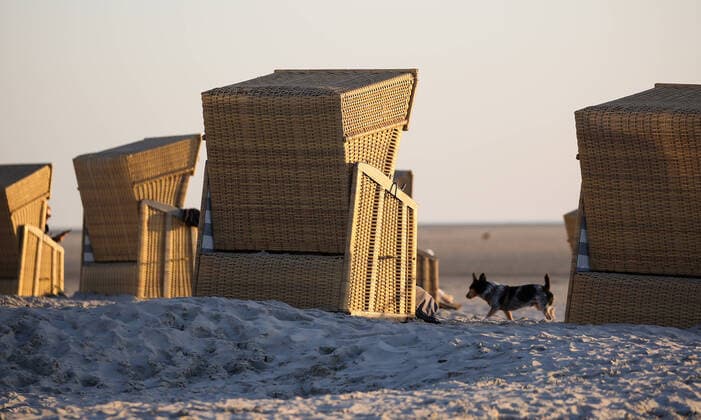 News Themen der Woche KW41 News Bilder des Tages Sonniges Herbstwetter in St. Peter Ording 12.10.2022, DEU, Deutschland, St. Peter Ording: Strandkörbe stehen am Strand von St. Peter Ording. Zahlreiche Menschen haben die warme Nachmittagssonne am Strand von St. Peter Ording genossen. Sankt Peter-Ording Schleswig-Holstein Deutschland *** Sunny autumn weather in St Peter Ording 12 10 2022, DEU, Germany, St Peter Ording beach chairs stand on the beach of St Peter Ording Numerous people enjoyed the warm afternoon sun on the beach of St Peter Ording Sankt Peter Ording Schleswig Holstein Germany