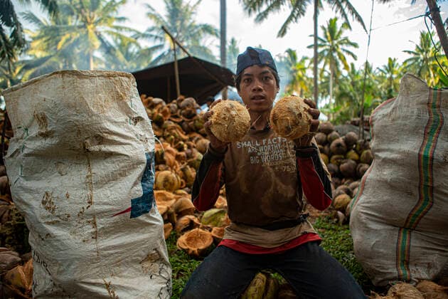 News Themen der Woche KW41 Indonesian Export Coconut Workers show coconuts that have been separated from their belts after being harvested in Talaga Village, Dampelas District, Donggala Regency, Central Sulawesi Province, Indonesia, Wednesday 12 October 2022. Coconuts produced by residents in Talaga Village are mostly marketed to China, Malaysia, Singapore, and other countries in Southeast Asia.  Copyright: xOpanxBustanx xOpnxImagesx