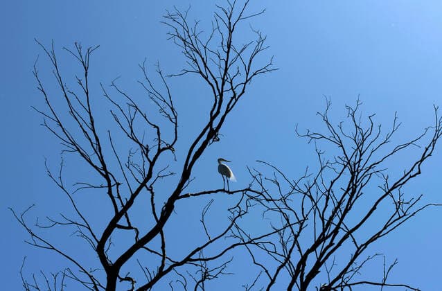 Creative Highlights World Egret (Ardea alba) An Egret (Ardea alba) perched on a dry tree at Featherdale Wildlife Park in Sydney, New South Wales, Australia. Sydney New South Wales (NSW) Australia Copyright: xTaraxMalhotrax
