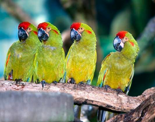 Eine Gruppe Rotohraras, Ara rubrogenys, schmucke Papageien beheimatet in den Regenwaeldern Boliviens in Suedamerika Rotohraras *** A group of Red-fronted Macaws, Ara rubrogenys, beautiful parrots living in the rainforests of Bolivia in South America.